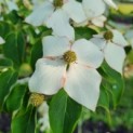 Cornus kousa - Afbeelding 2