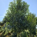 Prunus Lusitanica - 1