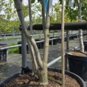Cercis canadensis 'Forest Pansy' - 4