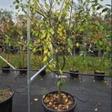 Prunus domestica 'President' - Foto 1