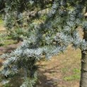 Cedrus libani 'Glauca' - 6