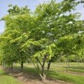 Zelkova serrata - 1