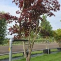 Acer palmatum 'Bloodgood' - 4