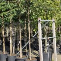 Prunus Yedoensis - Foto 2