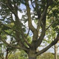 Pterocarya fraxinifolia - Foto 1
