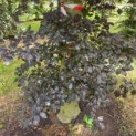 Fagus sylvatica 'Atropunicea' - Foto 2