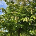 Parrotia persica - 7