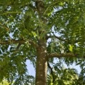 Gleditsia triacanthos ‘Sunburst' - 1
