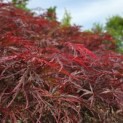 Acer palmatum 'Tamukeyama' - 4