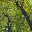 Platanus x Hispanica - 2