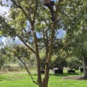 Acer campestre - Foto 1
