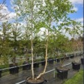 betula pendula - april 2026