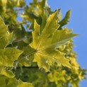 Acer platanoides 'Princeton Gold' - Foto 2