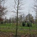 fagus sylvatica - 1