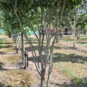 Parrotia persica 'Vanessa' - 9