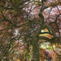 Acer palmatum 'Inaba Shidare' - 2
