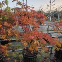 Acer japonicum  'Aconitifolium' - Foto 1