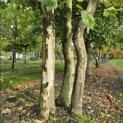 Platanus x hispanica - 1