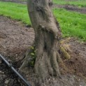 Carpinus betulus - Afbeelding 3