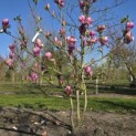 Magnolia 'Lennei' - 6