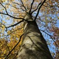 Fagus sylvatica 'Atropunicea' - 6