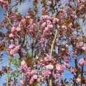 Prunus serrulata 'Kanzan' - 1