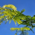 Gleditsia triacanthos ‘Sunburst' - impressie voorjaarsblad