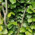 Fagus sylvatica 'Dawyck Gold' - 3