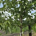 Juglans regia 'Axel' - 2