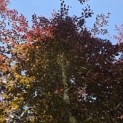 Fagus sylvatica 'Atropunicea' - Foto 1