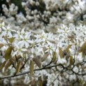 Amelanchier lamarckii - 2