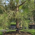 Pinus nigra 'Nigra' - 4