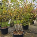 Amelanchier lamarckii - Foto 1