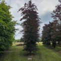 Fagus sylvatica 'Atropunicea' - 1