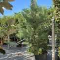 Pinus sylvestris - Foto 2