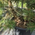 Pinus sylvestris - Foto 3