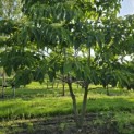 Cornus controversa - 1