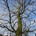fagus sylvatica - 1