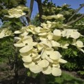 Cornus kousa 'Venus' - 1