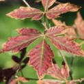 #160 Acer griseum x nikoense Papierahorn