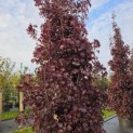 Acer plat. 'Crimson King' - 1