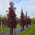 Acer plat. 'Crimson King' - 2