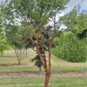Acer griseum - 4