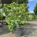 Ficus carica 'Brown Turkey' - Foto 1