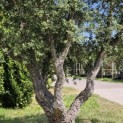 Quercus Suber - 1