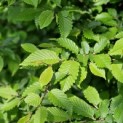 Carpinus betulus - impressie blad voorjaar