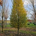 Carpinus betulus 'Frans Fontaine' - november 2025