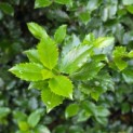 Ilex x meserveae 'Blue Prince' - Foto 3