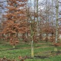Fagus sylvatica 'Atropunicea' - 1