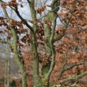 Fagus sylvatica 'Atropunicea' - 2